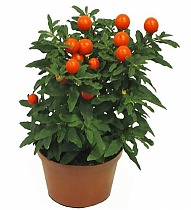 Соланум Паслен ложноперечный - Solanum D12 H30