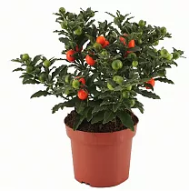 Соланум Паслен ложноперечный - Solanum D12 H35