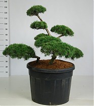 Бонсай Сосна - Bonsai Pinus mugo D65 H145