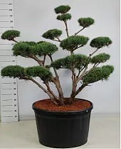 Бонсай Сосна - Bonsai Pinus sylvestris 'Watereri' D91 H220