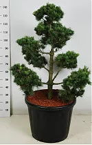 Бонсай Сосна - Bonsai Pinus parv. 'negishi' D60 H155