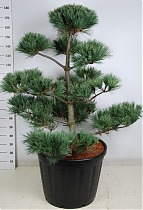 Бонсай Сосна - Bonsai Pinus strobus "secrest" D65 H200