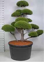 Бонсай Сосна- Bonsai Pinus mugo D91 H240