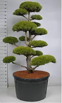 Бонсай Сосна - Bonsai Pinus mugo D91 H270