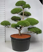 Бонсай Сосна - Bonsai Pinus mugo D91 H250