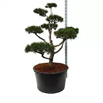 Бонсай Сосна - Bonsai Pinus contorta D91 H200