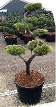 Бонсай Сосна - Bonsai Pinus contorta D65 H180