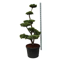 Бонсай Сосна - Pinus parv. 'tempelhof' Bonsai D65 H170