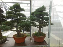 Бонсай Сосна - Bonsai Pinus mugo D34 H110