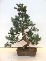 Бонсай Сосна - Bonsai pinus pentaphylla parviflora D25 H100