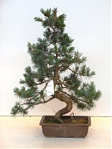 Бонсай Сосна - Bonsai pinus pentaphylla parviflora D25 H100
