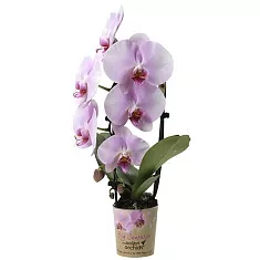 Каскадный фаленопсис - Phalaenopsis Cascade Ever Spring Prince ‘Pink’ D12 H40
