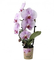 Каскадный фаленопсис - Phalaenopsis Cascade Ever Spring Prince ‘Pink’ D12 H40
