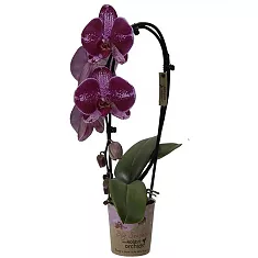 Каскадный фаленопсис - Phalaenopsis Cascade Taiwan Diamond ‘Rainbow’ D12 H40