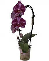 Каскадный фаленопсис - Phalaenopsis Cascade Taiwan Diamond ‘Rainbow’ D12 H40