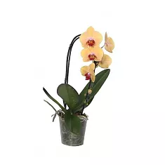 Каскадный фаленопсис - Phalaenopsis Cascade Gold Rush D12 H40