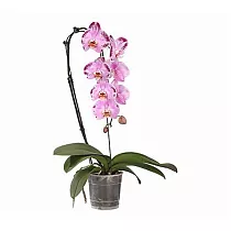 Каскадный фаленопсис - Phalaenopsis Cascade Taiwan Diamond ‘Rainbow Cat’ D12 H60