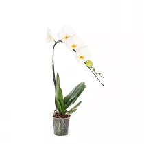 Каскадный фаленопсис - Phalaenopsis Cascade Ikaria D12 H40