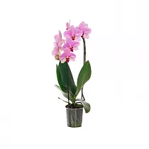 Каскадный фаленопсис - Phalaenopsis Cascade Antwerpen D12 H40