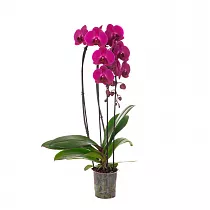 Каскадный фаленопсис - Phalaenopsis Cascade Aberdrot D12 H70