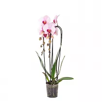 Каскадный фаленопсис - Phalaenopsis Cascade Аlice Girl D12 H70