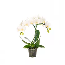 Каскадный фаленопсис - Phalaenopsis Cascade Hita D12 H40