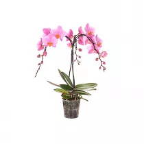 Каскадный фаленопсис - Phalaenopsis Cascade Beaumont Anthura D12 H40