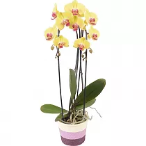 Каскадный фаленопсис - Phalaenopsis Cascade Jamaica D12 H60
