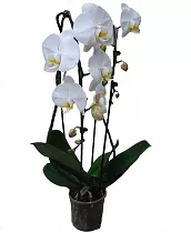 Каскадный фаленопсис - Phalaenopsis Cascade Adelaide D12 H70