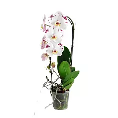 Каскадный фаленопсис - Phalaenopsis Cascade Anthura marbella D12 H60