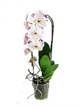 Каскадный фаленопсис - Phalaenopsis Cascade Anthura marbella D12 H60