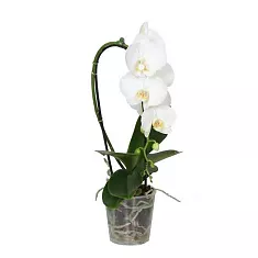 Каскадный фаленопсис - Phalaenopsis Cascade Lemon Pie D12 H40