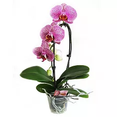 Каскадный фаленопсис - Phalaenopsis Cascade Leopard Prince D12 H40