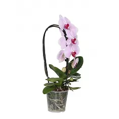 Каскадный фаленопсис - Phalaenopsis Cascade Newbury ‘Parafit’  D12 H40