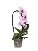 Каскадный фаленопсис - Phalaenopsis Cascade Newbury ‘Parafit’  D12 H40