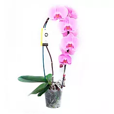 Каскадный фаленопсис - Phalaenopsis Cascade Love Letter D12 H60