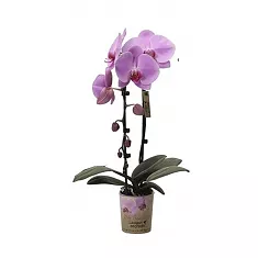 Каскадный фаленопсис - Phalaenopsis Cascade Annapolis D12 H40