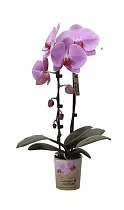 Каскадный фаленопсис - Phalaenopsis Cascade Annapolis D12 H40