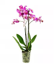 Фаленопсис гигантский 2 цветоноса - Phalaenopsis gigantea Happy Valentina D15 H100