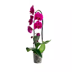Каскадный фаленопсис - Phalaenopsis Cascade Happy News ‘Spring Angel’ D12 H60