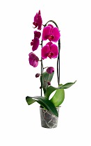 Каскадный фаленопсис - Phalaenopsis Cascade Happy News ‘Spring Angel’ D12 H60
