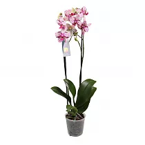 Каскадный фаленопсис - Phalaenopsis Cascade Innocent D12 H60