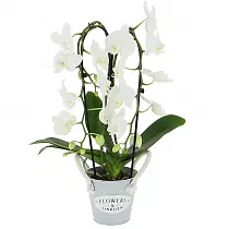 Каскадный фаленопсис - Phalaenopsis Cascade Sogo Popcorn D12 H60