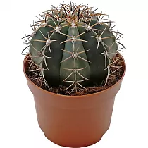 Ферокактус Форда - Ferocactus fordii D17 H25