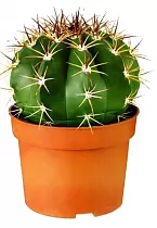 Ферокактус голубеющий - Ferocactus glaucesce D15 H25