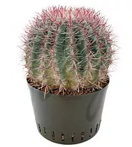 Ферокактус цилиндрический - Ferocactus acanthodes D25 H40