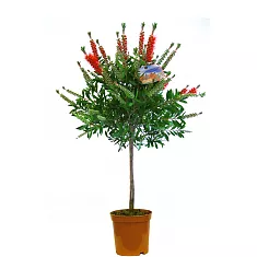 Каллистемон - Callistemon D14 H40