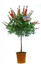 Каллистемон - Callistemon D14 H40
