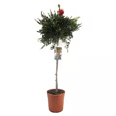 Каллистемон - Callistemon D17 H70