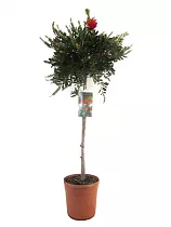 Каллистемон - Callistemon D17 H70